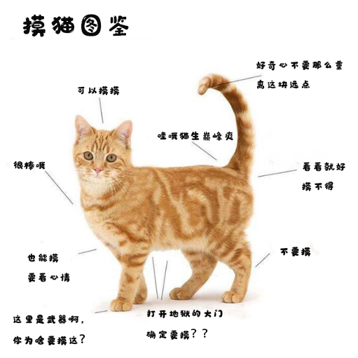 摸猫图鉴.png